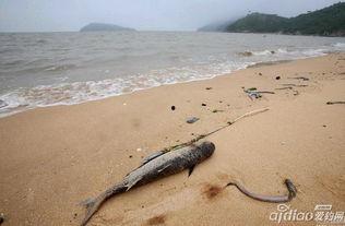 连云港海边爆料案件最新,真相渐浮水面，警方全力追查！  第1张